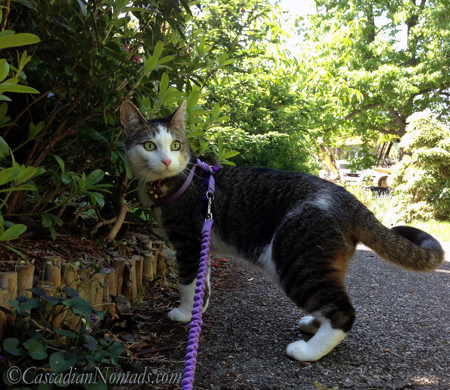 Who Are The Best Travel Buddies? Ask The World's Worst Roommates... Five Pets: Adventure cat Amelia out for a walk in her harness and on her leash.