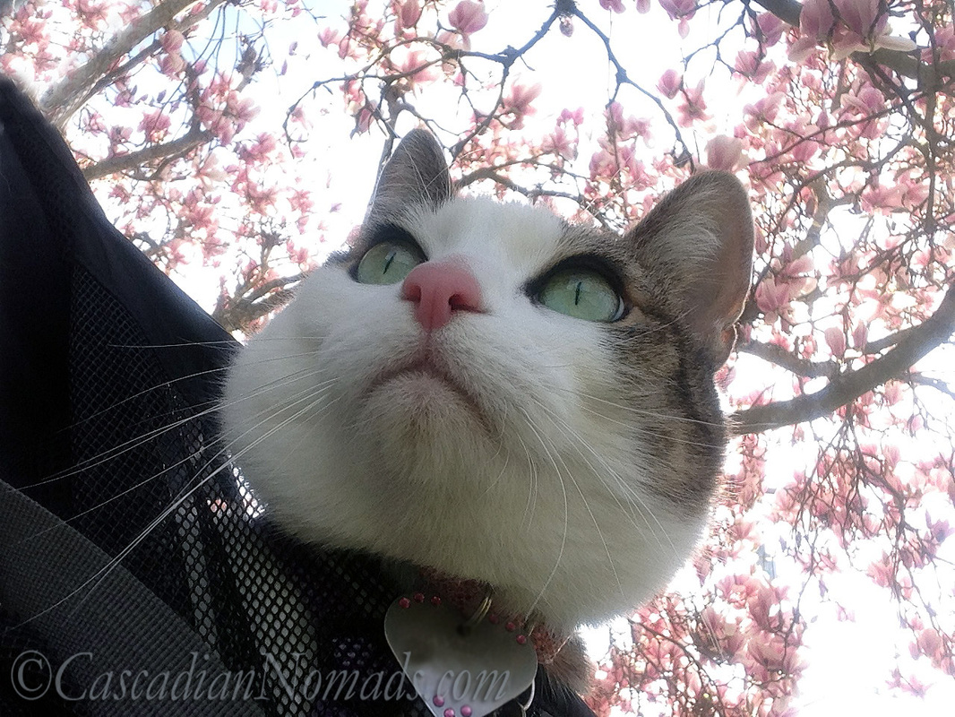 Adventure cat Amelia in her front pack under a magnolia tree glowing in the Seattle sunshine.