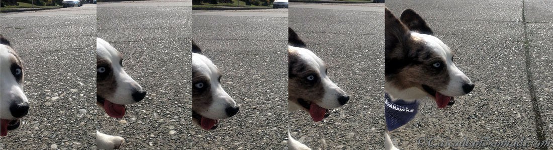 Seattle Seahwaks fan Cardigan Welsh Corgi Brychwyn's tongue wags joyfully on a sunny dog walk.