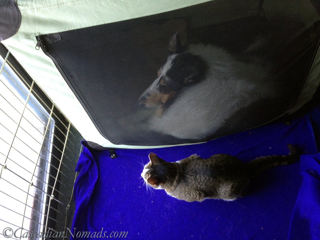A collie in a crate and a cat on a blanket both looking out the window.