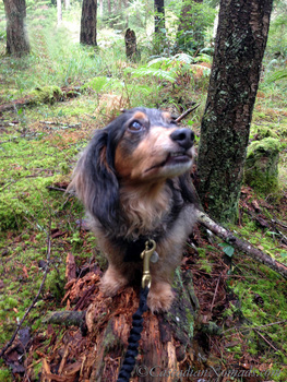 What does organic food mean to you and your pets? Miniature long haired dachshund dog on a log #OrgaincPet