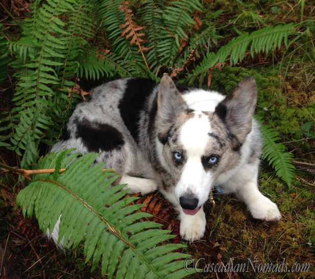 Does saving the enviroment matter to our pets? Blue merles cardigan welsh corgi dog amongst the greenery #OrganicPet