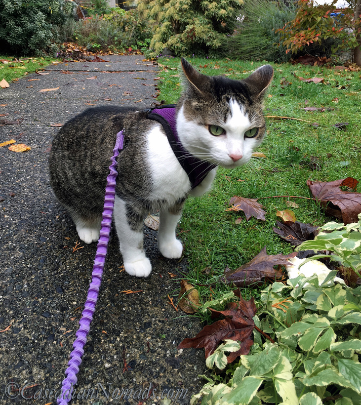 Adventure cat Amelia enjoys time outdoors while practicing her leash and harness manners.