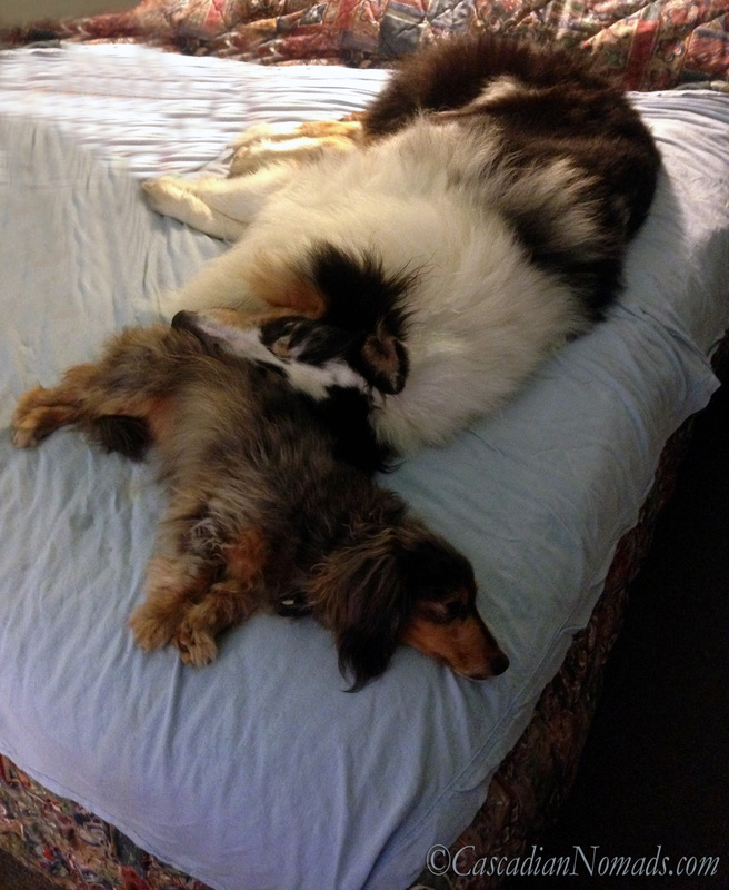 A collie using a dachshund as a pillow on the bed.