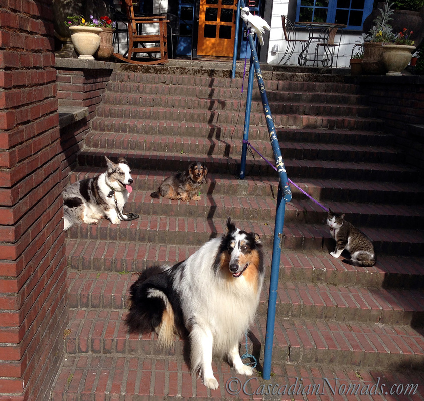 Five pets on the Steps: cockatoo Leo looks below at dachshund Wilhelm, corgi Brychwyn, cat Amelia and rough collie Huxley