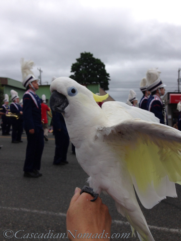 The West Seattle Hi-Yu Parade: Cascadian Nomads cockatoo, Leo, and a the JFK High School Marching Band