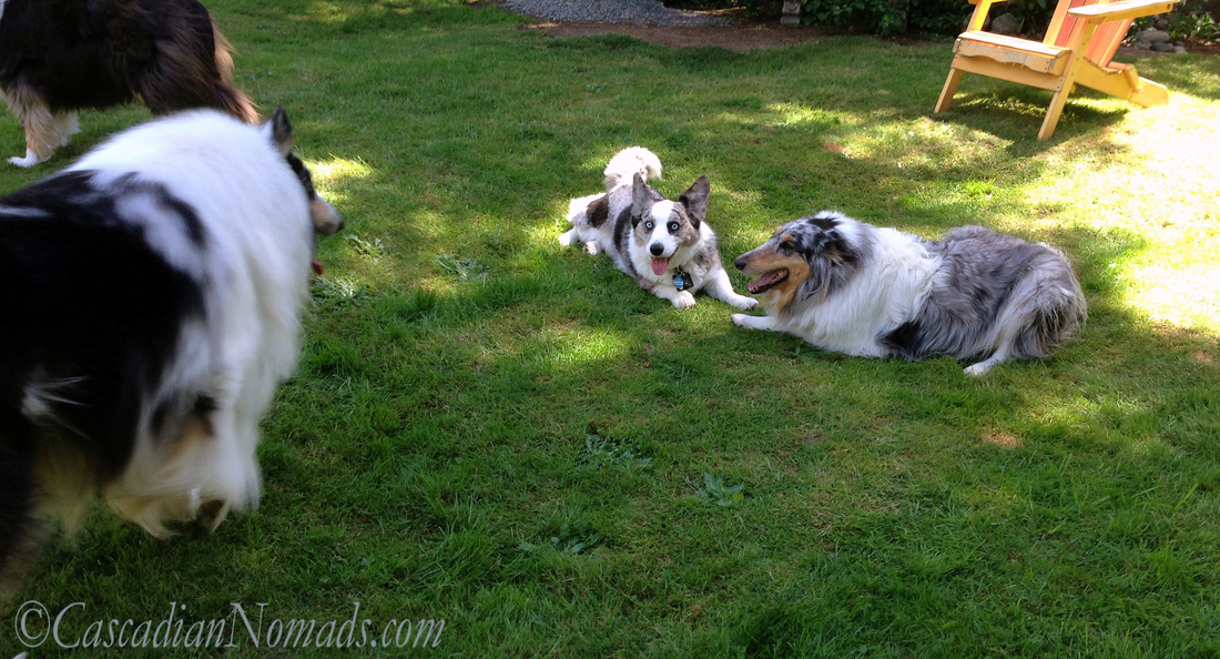 Blue merle corgi and collie playtime stops as rough collie Huxley surveys the scene.