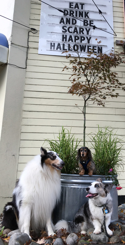 Rough collie Huxley, miniature dachshund Wilhlem and Cardigan Welsh corgi Brychwyn pose for a photo by a scary Seattle sign.