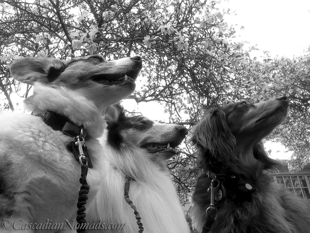 Black and white photograph of three dogs, Cardigan Welsh corgi Brychwyn, rough collie Huxley, miniature dachshund Wilhelm, smiling and relaxing under a star magnolia tree