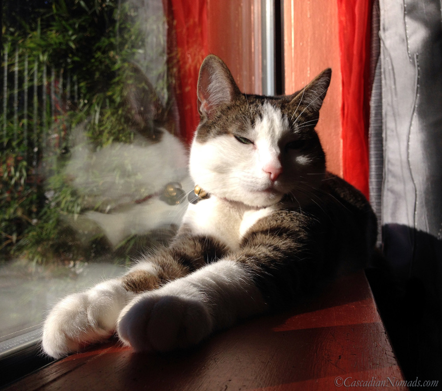 Seattle cat Amelia begins to doze in a sunny spring window sill