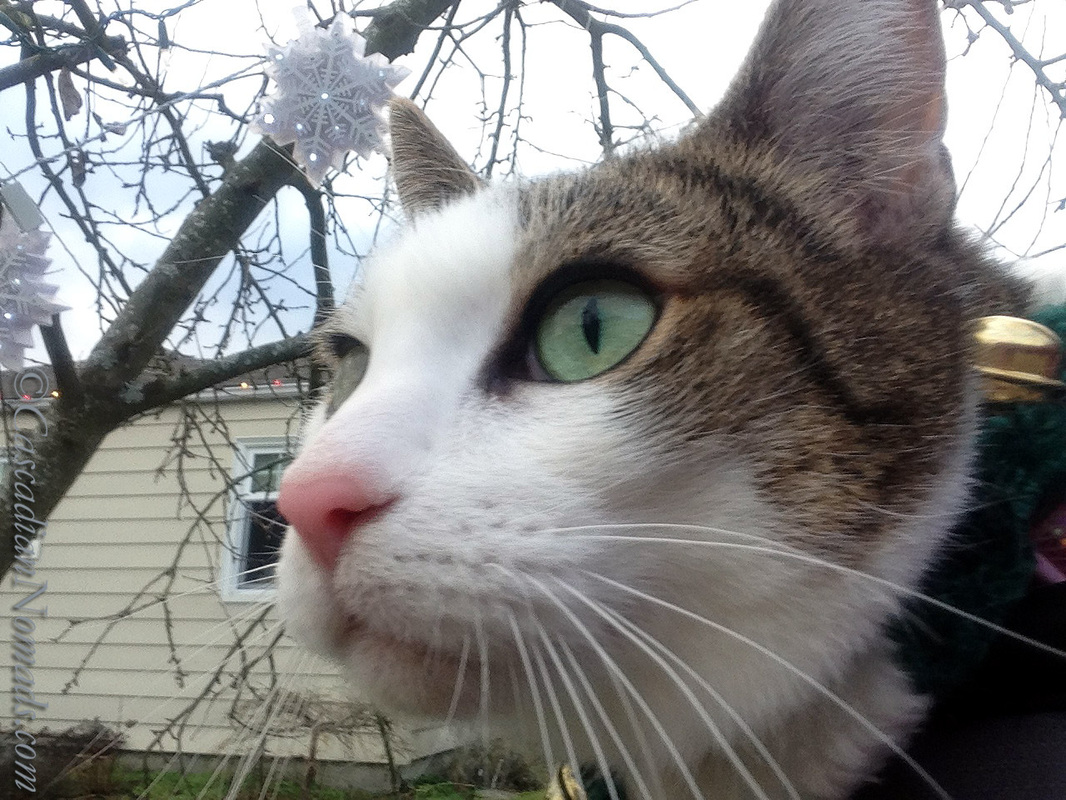 Cat Selfie of Amelia with a snowflakes in a tree