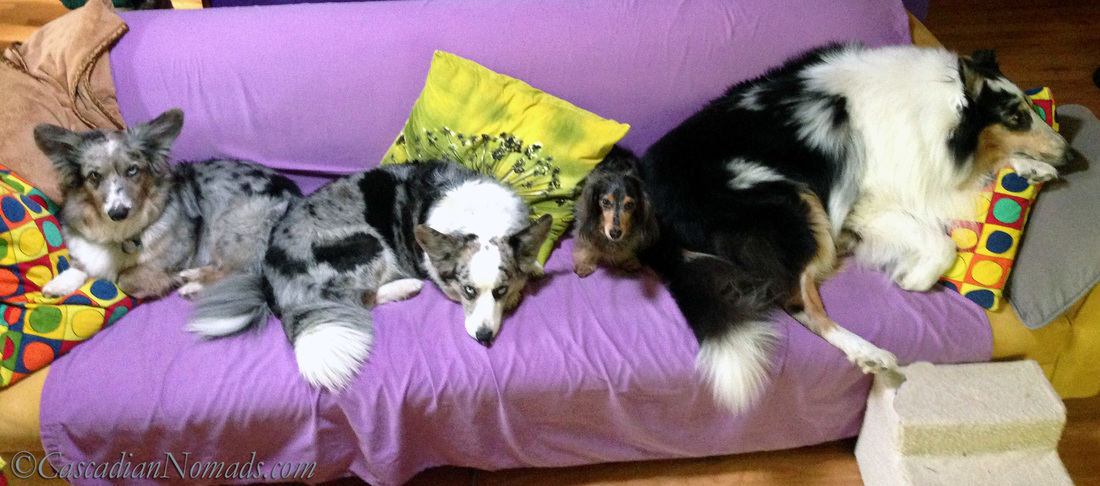 Four dogs find comfort on a couch: Cadigan Welsh corgis Morgan and Brychwyn, miniature dachshund Wilhelm and rough collie Huxley.