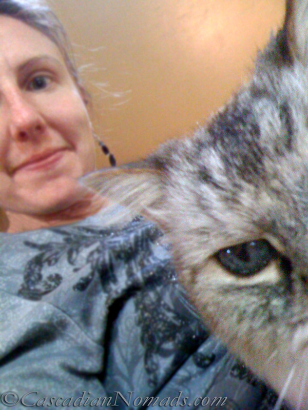 Siamese mix cat Gryphon (1994-2013) cozy lap selfies from his sixteenth birthday celebration in May of 2010