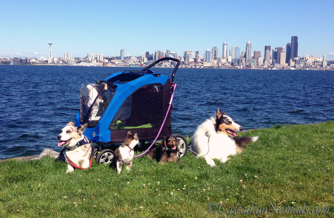 Who Are The Best Travel Buddies? Ask The World's Worst Roommates... Five Pets: Traveling pets cardigan welsh corgi Brychwyn, abyssinian tabby cat Amelia, miniature dachshund Wilhelm, rough collie Huxley and triton cockatoo Leo (in stroller) pose with the famous Seattle skyline.