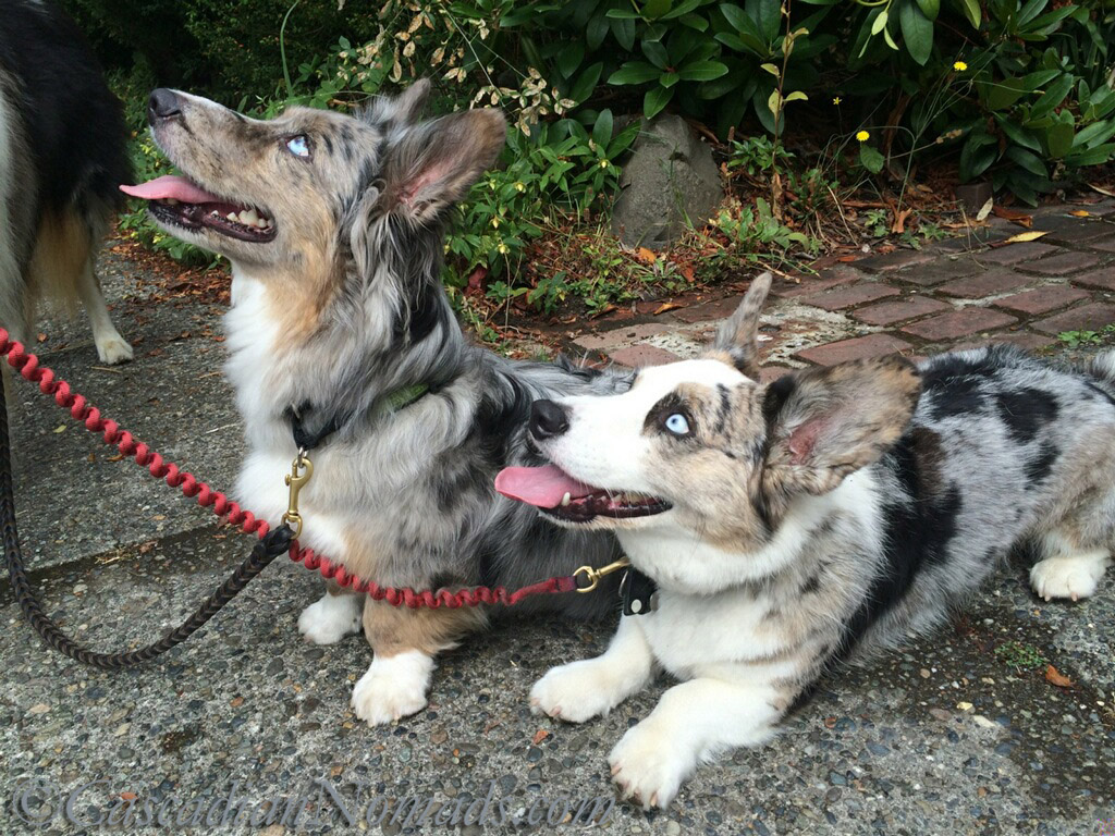 Blue merle cardigan welsh corgis wishing you and your ears the best of health in Bad Poetry Day toasts!