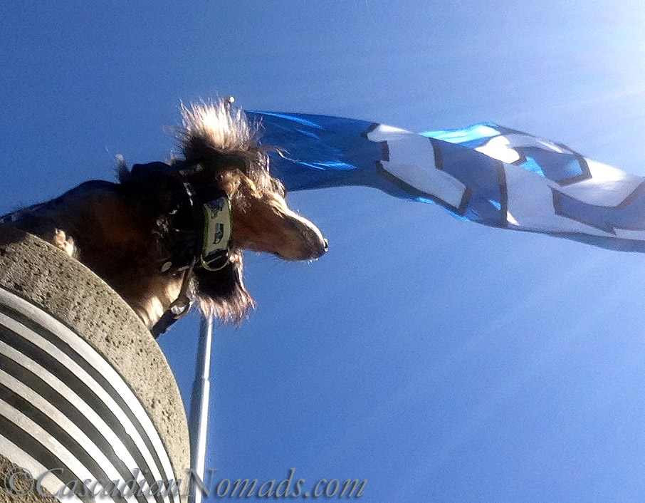 Miniature long haired dachshund dog Wilhelm and the world's largest Seattle Seahwaks 12 Flag