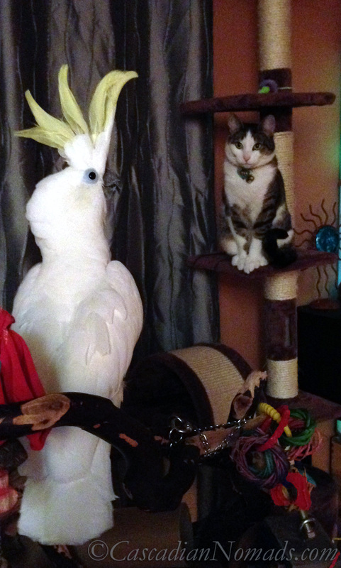 A cockatoo on his play tree and a cat on her play tree.