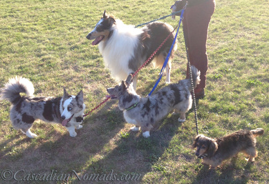 Two blue merle cardigan welsh corgis, a rouch collie and a miniature dachshund enjoyng #DogWalkingWeek fit dog time.