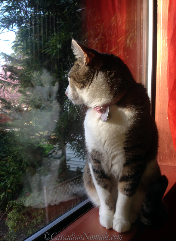 Seattle cat Amelia looks past her reflection on a sunny spring window