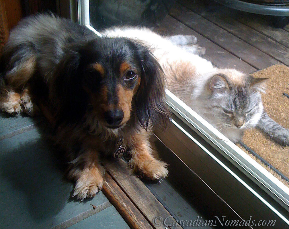 Black and tan dapple miniature dachshund dog Wilhelm on the wrong side of the door from his siamese mix cat buddy Gryphon circa June 2010