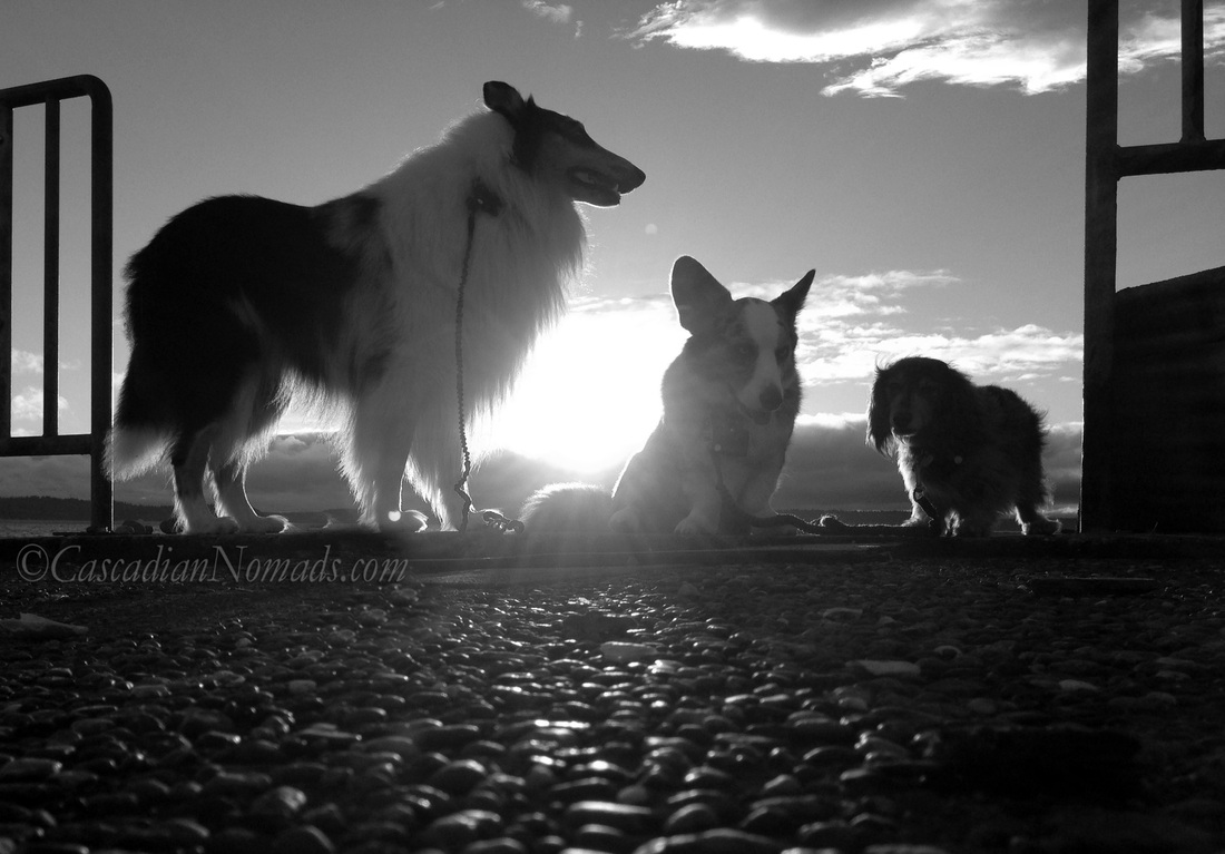 Black and white photograph of collie, corgi and dachshund dogs in the foregorund of a stunning sunset.