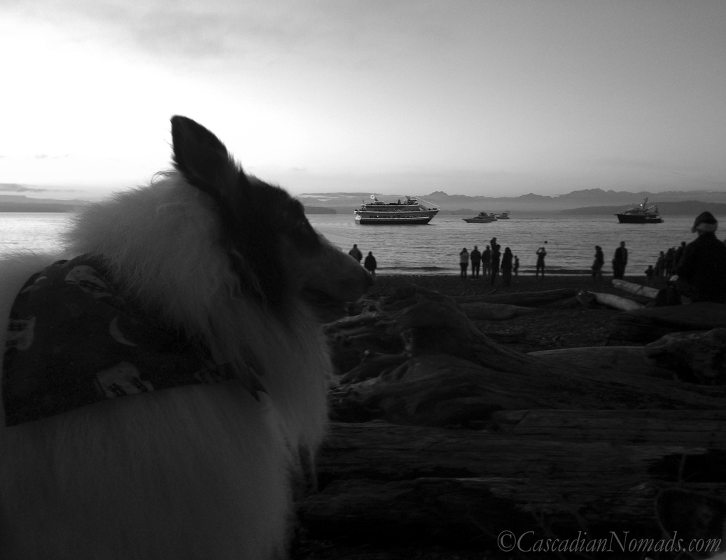 Rough collie viewing the Christmas Ship Festival at Lowman Beach Park in West Seattle