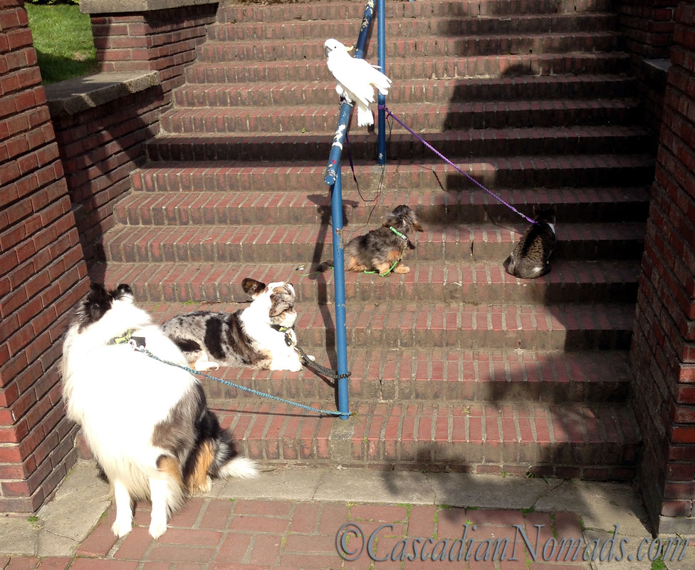 Five pets on the Steps: rough colle Huxley, cardigan welsh corgi Brychwyn, dachshund Wilhelm and cat Amelia look up the steps as cockatoo leo surveys all below