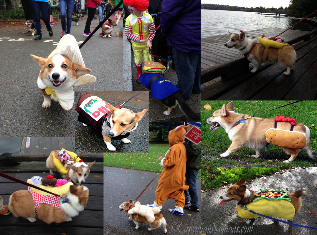 Corgis As Food- The Devil Went Down To Green Lake: A Seattle Urban Hike With Costumed Corgis