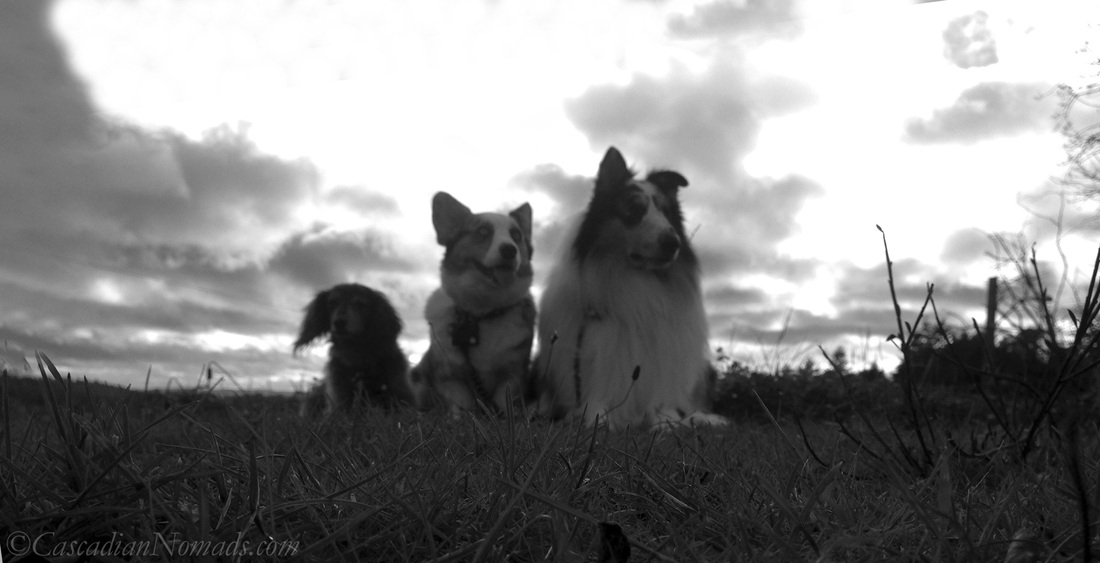 Black & white silhouette photograph of three gorgeous dogs with their heads in the clouds