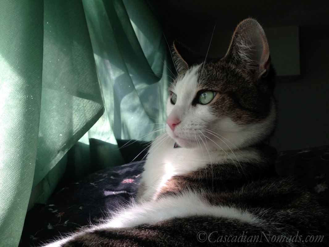 Cat Amelia enjoys the view through a sunny curtain atop her window perch bed.