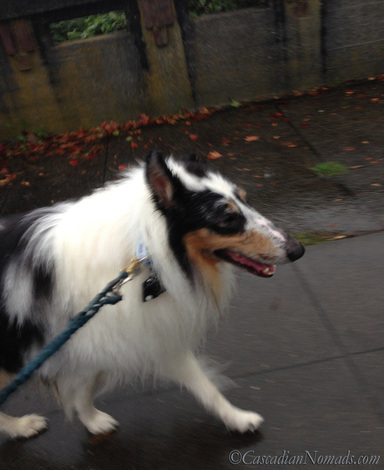 Harlequin blue merle rough collie Huxley walks the crown of Queen Anne hill, Seattle, in a downpour