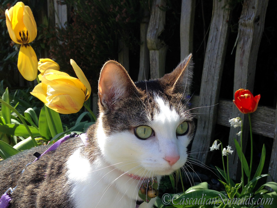 Adventure cat Amelia poses for a photo with yellow and red tulips along a fence