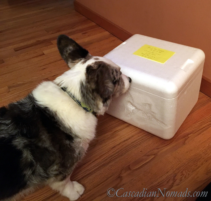 Blue Merle Cardigan Welsh Corgi Brychwyn checking out the cooler of frozen raw food from Balanced Blends that was deleivered to our home.