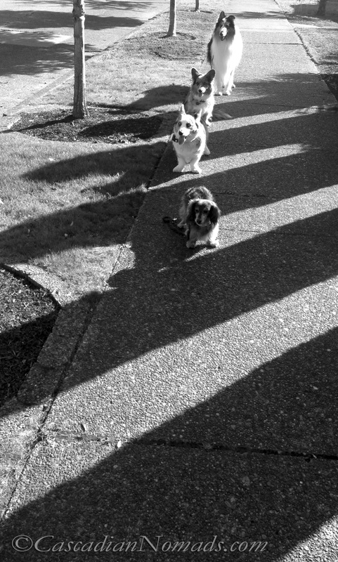 Black and white photographs of four dogs on a shadow striped sidewalk