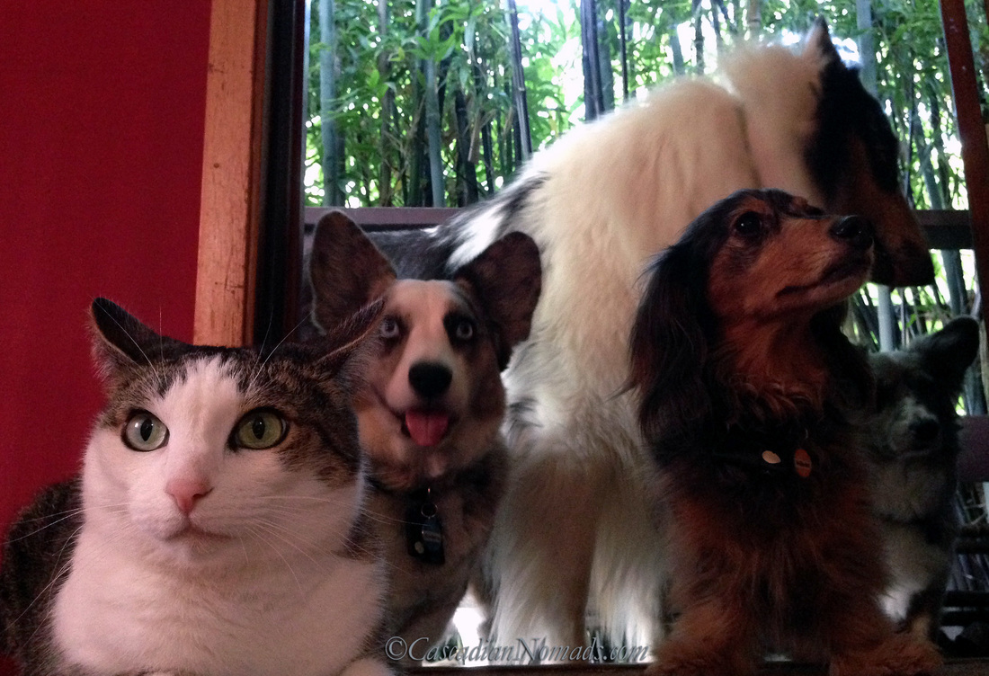 Cat selfie by Amelia featuring four dogs, corgi Brychwyn, collie Huxley, dachshund Wilhelm and corgi Morgan