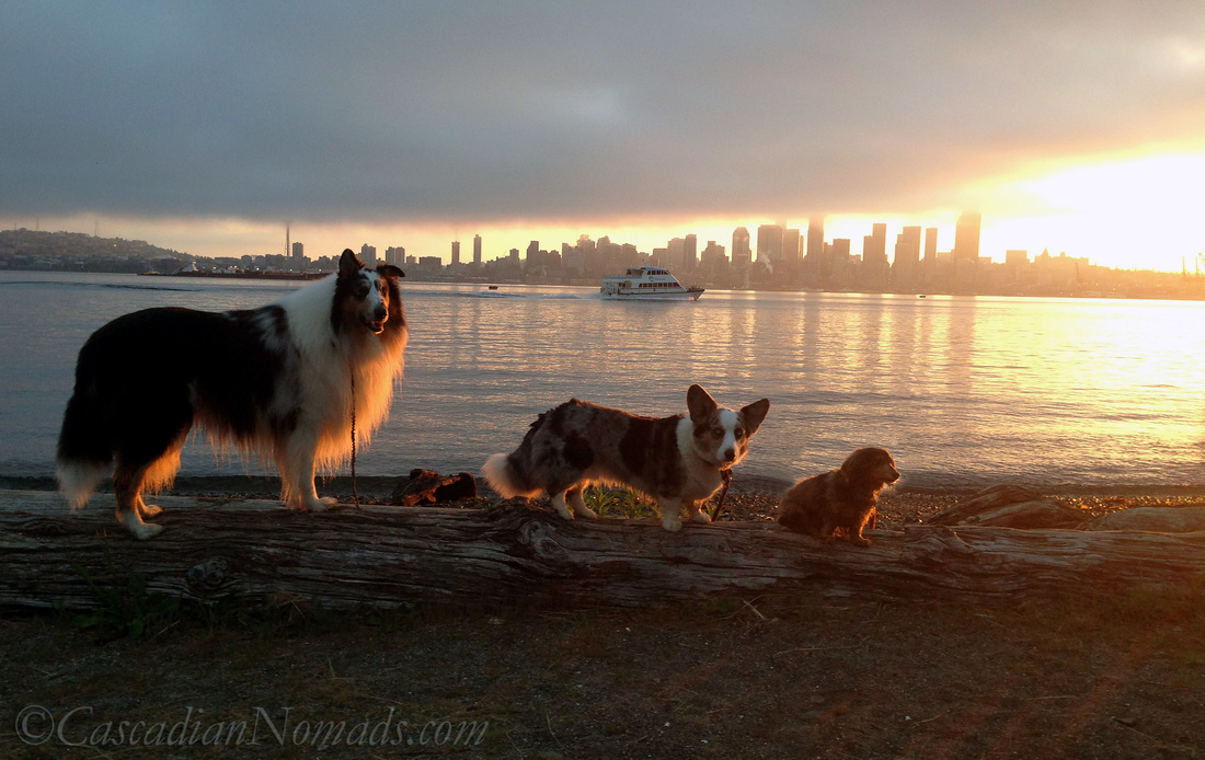 Three dogs, rough collie Huxley, cardigan welsh corgi Brychwyn and miniature dachshund Wilhelm, with the downtown skyline and Elliot Bay Water Taxi at sunrise.