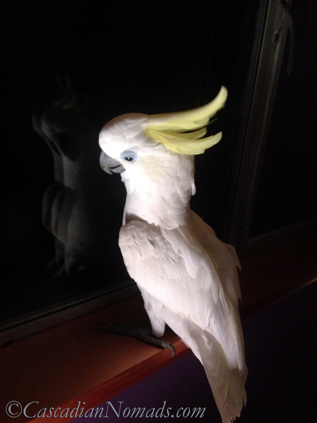 Photo of cockatoo Leo getting comfortable on the windowsill not notcing his reflection in the window
