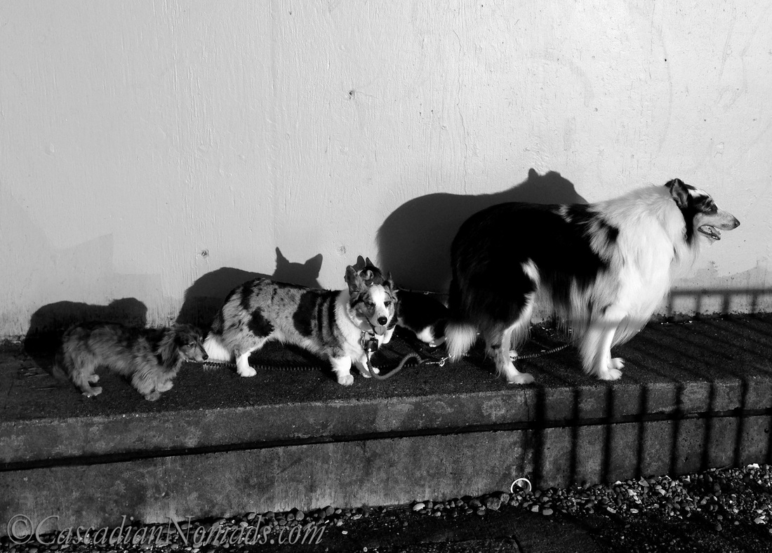 Can you find the cat? Black and white photo of pets and their shadows.