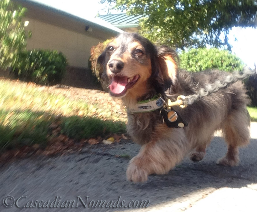 Cascadian Nomads Black & tan dapple long haired dachshund dog Wilhelm smiling on a walk. #DogWalkingWeek