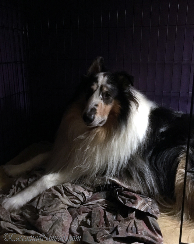 Harlequin blue merle rough collie Huxley lounges in his bedroom crate. #DogwoodWeek10 #Dogwood52