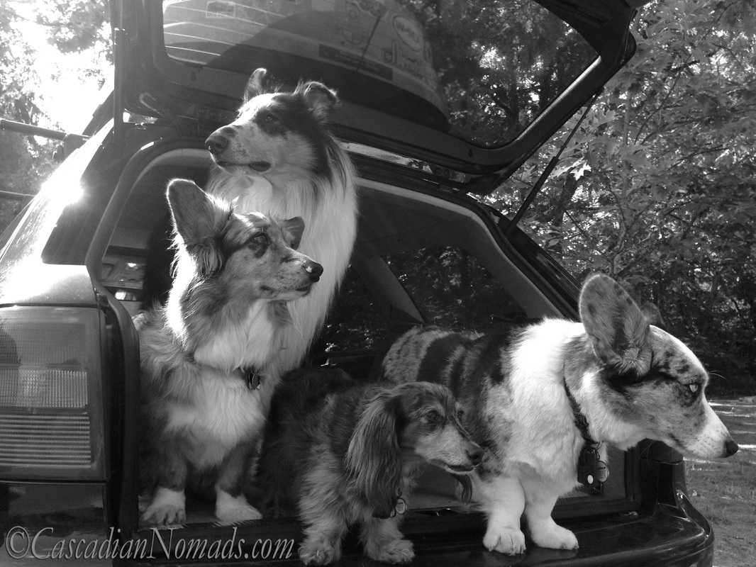 Four dogs in a car- a rough collie, a long haired miniature dachshund and two blue merle cardigan welsh corgis.