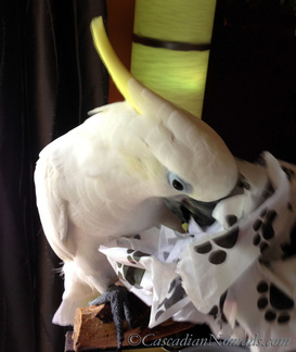 Triton cockatoo Leo enjoys shredding the deoration paw print tissue paper from the K9 Bytes shipment