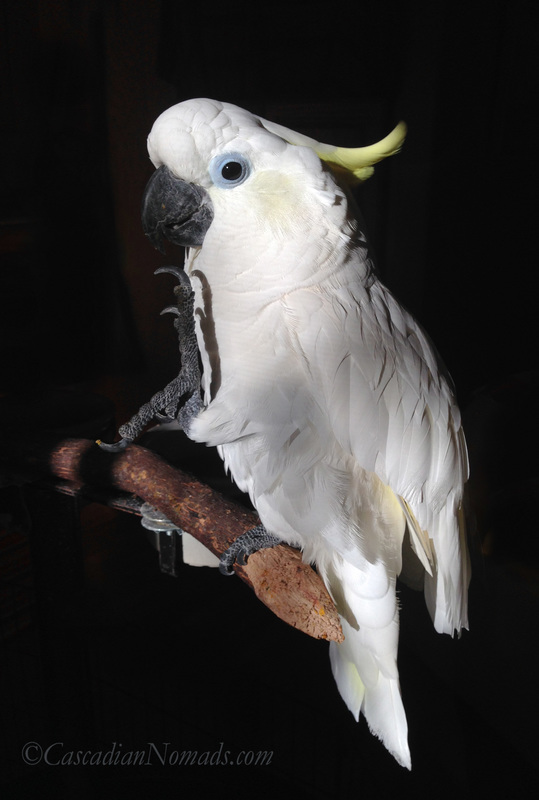 A side view of all of Triton cockatoo Leo's gorgoeus glowing feathers