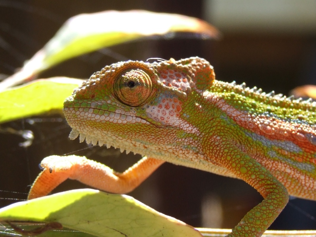 The gorgeous colors of a chameleon, a very difficult reptile pet to keep #ReptileCare