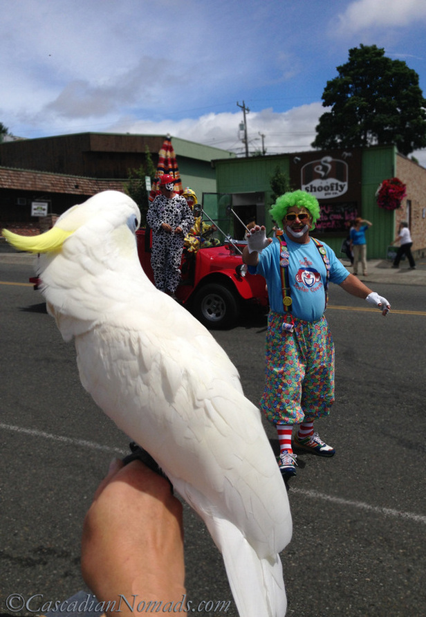 The West Seattle Hi-Yu Parade: Cascadian Nomads cockatoo, Leo, and a couple of Seafair Clowns