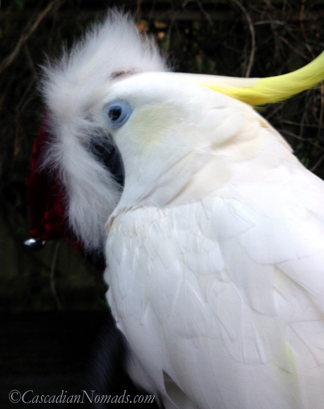 Cockatoo Leo with a Santa hat in his beak