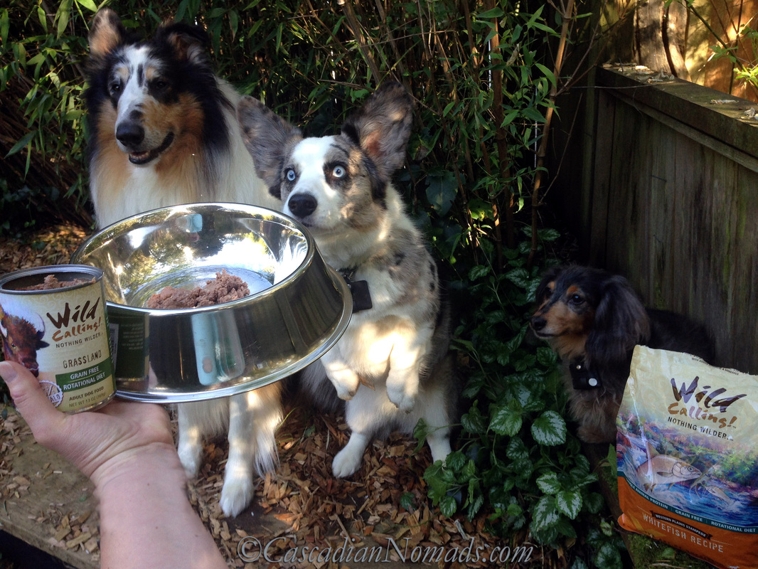 Three dogs anxiously awaiting their Wild Calling! dog food can of Grasslands #TheArtofNutrition