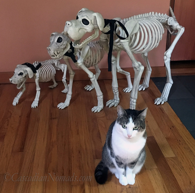 No Animal Nor Man Can Scream Like I Can - Abyssinian Tabby Cat Amelia Poses With Three Skeleton Dog Halloween Decorations