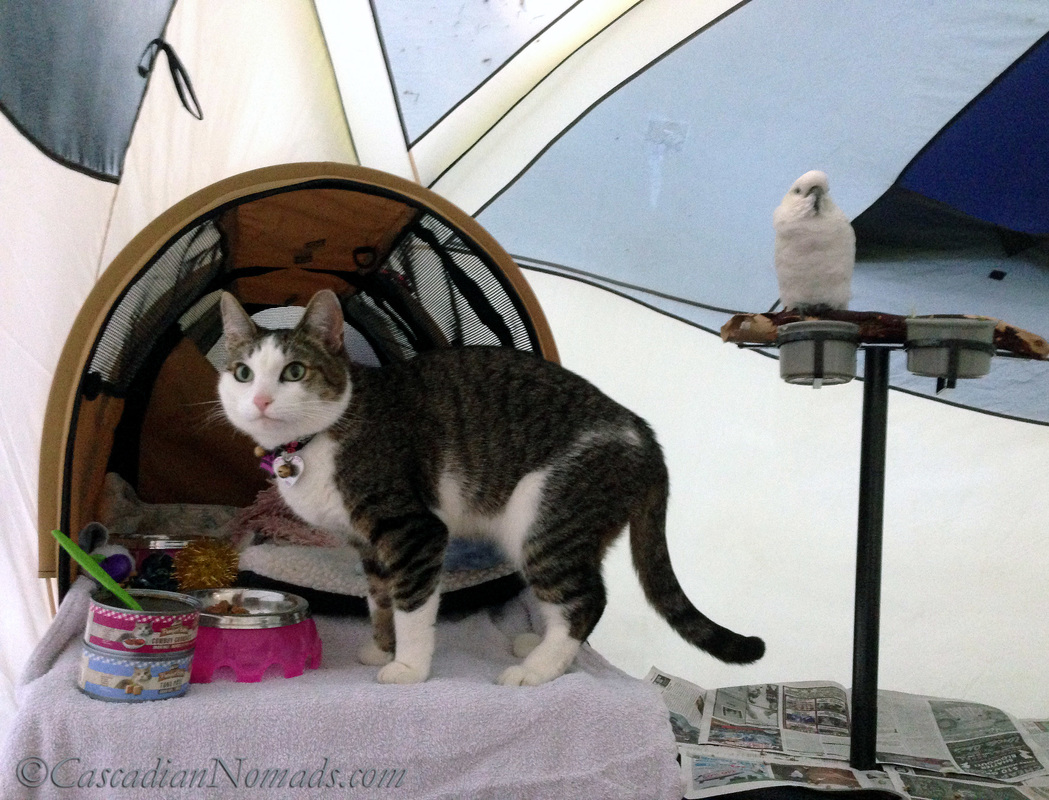 Camping cat Amelia gets ready to dine with her cockatoo campmate in the tent.
