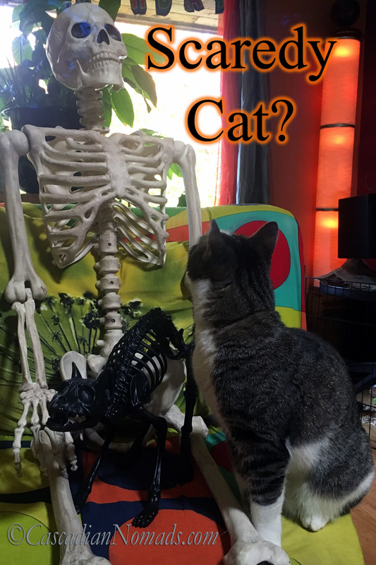 Scaredy Cat? Abyssinian Tabby Cat Amelia Sits Next to a Skeleton Cat Halloween Decoration While Gazing Up at a Human Skeleton Halloween Decoration
